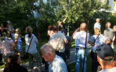 Baumschnitt zunehmend im Sommer